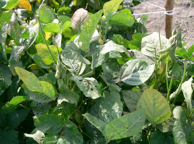 Soybean plant