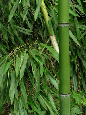 bamboo