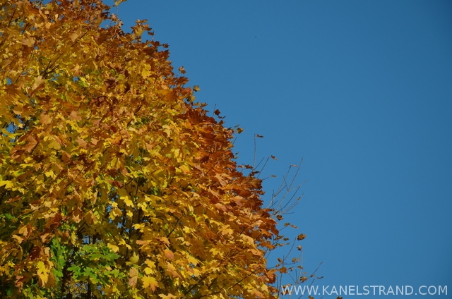 autumn tree against the sky