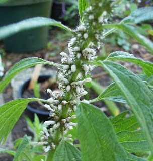 Motherwort 