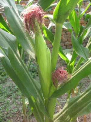 corn