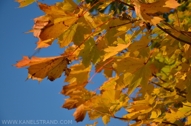 bright yellow autumn leaves