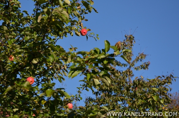 red apples on a tree in Norway