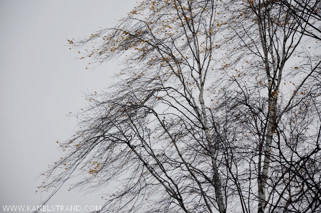 birches in the wind